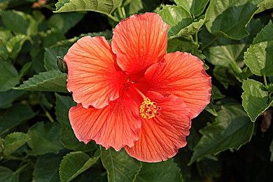 《刺客信条：影》规模与《起源》相似 体验极佳